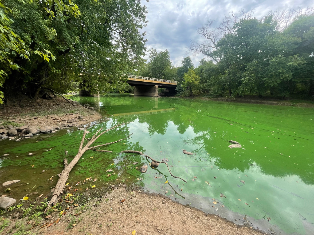 Photograph of the Millstone river looking at a bridge and the river is bright green and choked with algae. Deciduous trees line the banks of the river